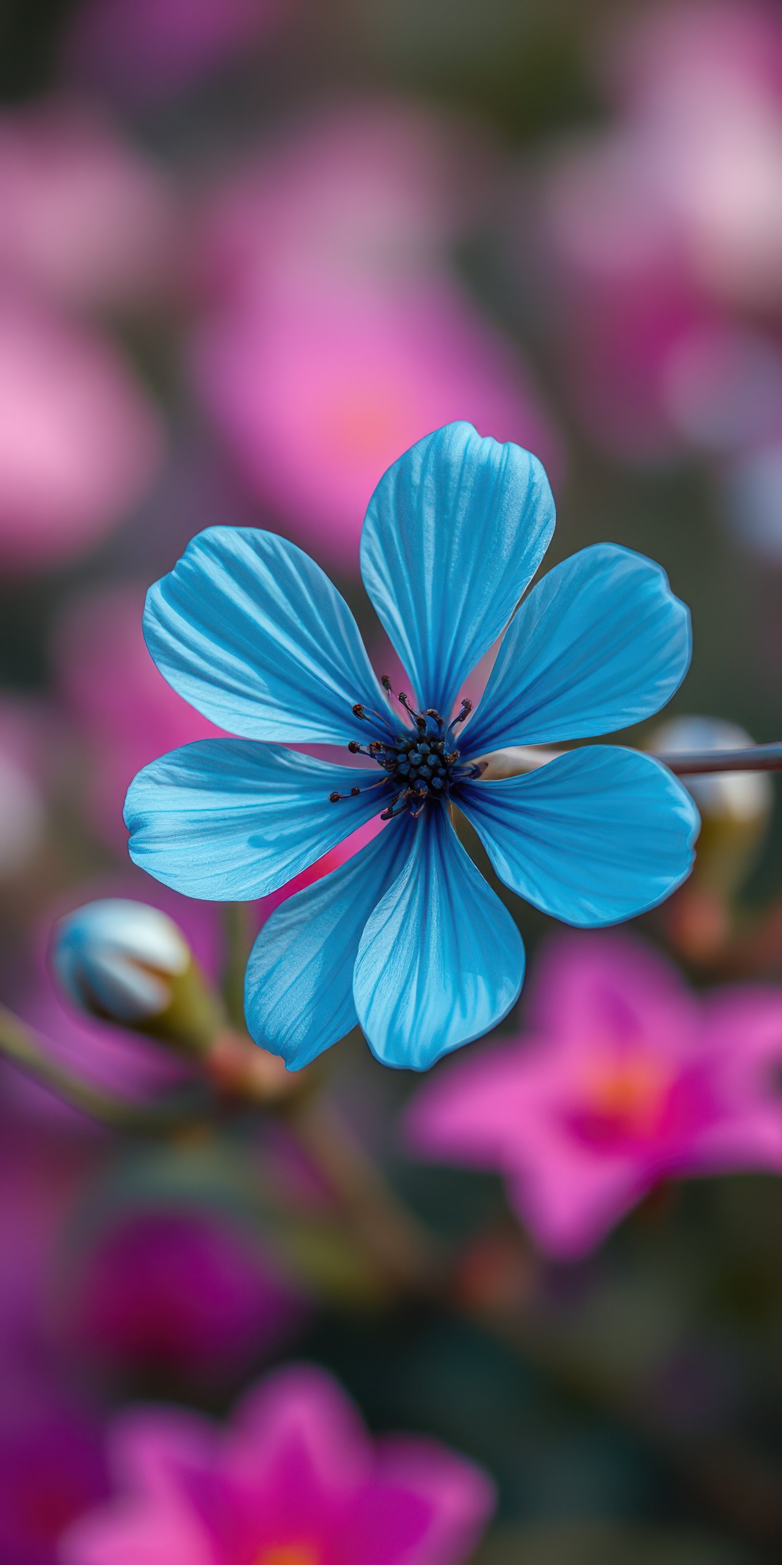 Colorful blue flower stands out among vibrant pink blooms in a garden setting